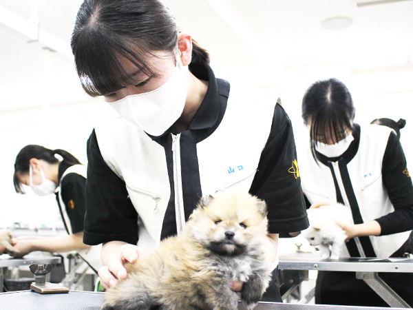 子犬のケアトリミング
